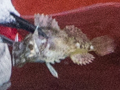Long-spined Sea-scorpion